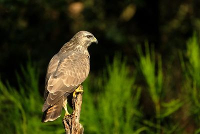 Buizerd / Common Buzzard (Holten-Hut Zuurberg)