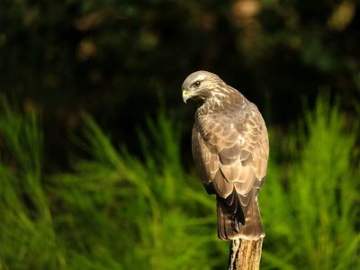 Buizerd / Common Buzzard (Holten-Hut Zuurberg)