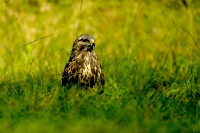 Buizerd / Common Buzzard (Holten-Hut Zuurberg)