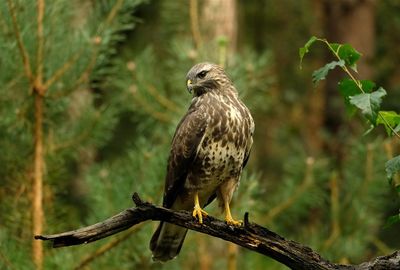 Buizerd / Common Buzzard (Holten-Hut Zuurberg)
