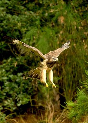 Buizerd / Common Buzzard (Holten-Hut Zuurberg)