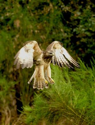 Buizerd / Common Buzzard (Holten-Hut Zuurberg)