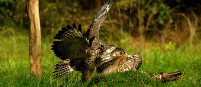 Vechtende Buizerds / Fighting Buzzards