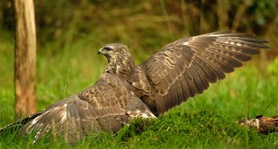 Buizerd / Common Buzzard (Holten-Hut Zuurberg)
