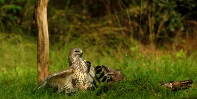 Vechtende Buizerds / Fighting Buzzards