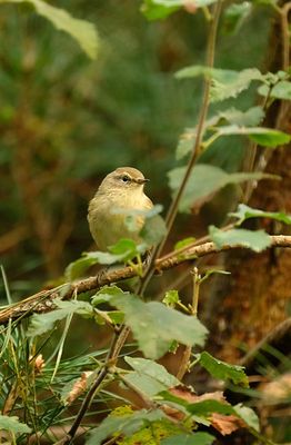 Tjiftjaf / Common Chiffchaff (Holten-hut Zuurberg)