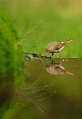 Gekraagde Roodstaart / Common Redstart