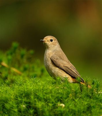 Gekraagde Roodstaart / Common Redstart