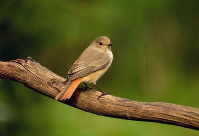 Gekraagde Roodstaart / Common Redstart