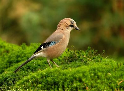 Gaai / Eurasian Jay