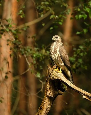 Buizerd / Common Buzzard (Holten-Hut Zuurberg)