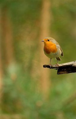 Roodborst / European Robin