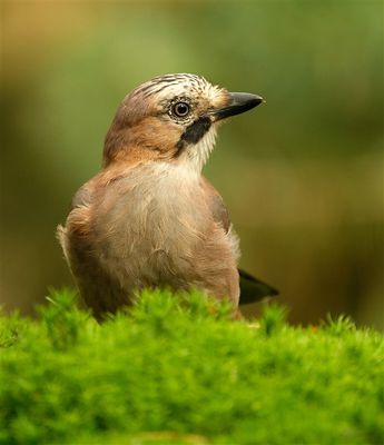 Gaai / Eurasian Jay