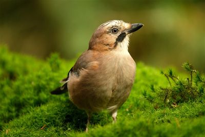 Gaai / Eurasian Jay