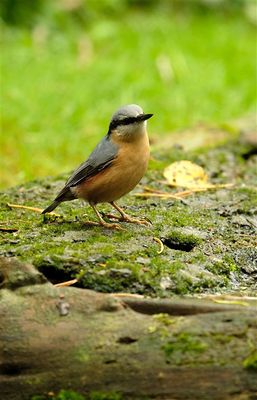 Boomklever / Eurasian Nuthatch