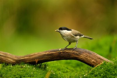 Glanskop / Marsh Tit