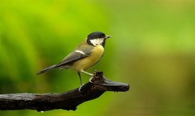 Koolmees / Great Tit