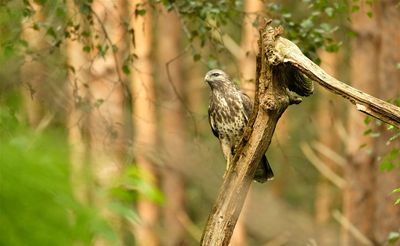 Buizerd / Common Buzzard (Holten-Hut Zuurberg)