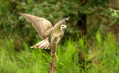 Buizerd / Common Buzzard (Holten-Hut Zuurberg)