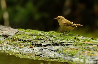 Tjiftjaf / Common Chiffchaff (Holten-hut Zuurberg)