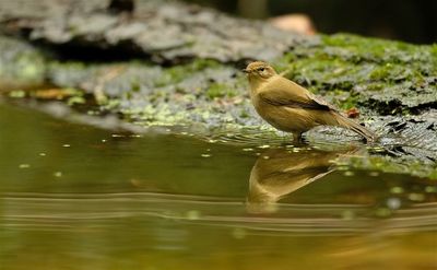 Tjiftjaf / Common Chiffchaff (Holten-hut Zuurberg)