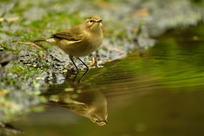 Tjiftjaf / Common Chiffchaff (Holten-hut Zuurberg)