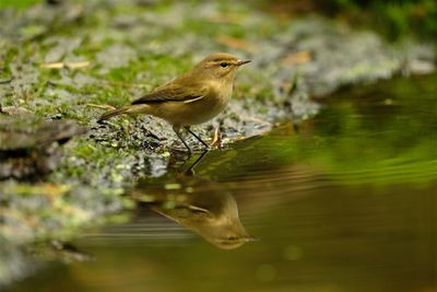 Tjiftjaf / Common Chiffchaff (Holten-hut Zuurberg)