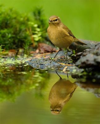 Tjiftjaf / Common Chiffchaff (Holten-hut Zuurberg)