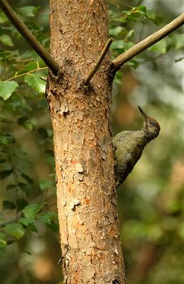 Groene Specht / European Green Woodpecker