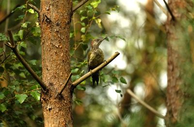 Groene Specht / European Green Woodpecker