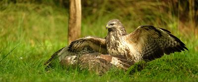 Vechtende Buizerds / Fighting Buzzards