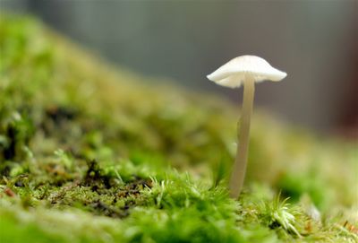DSCF1728