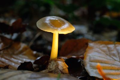 DSCF1651