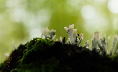 DSCF1704