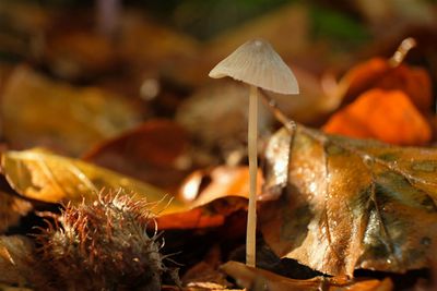 Mushroom - Fungi