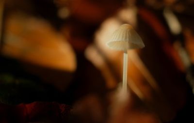 DSCF1751