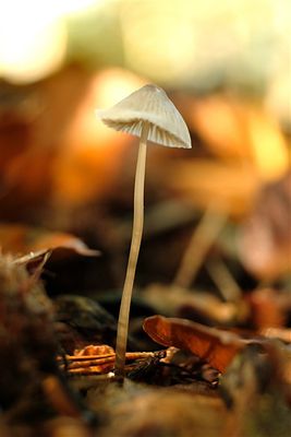 DSCF1753