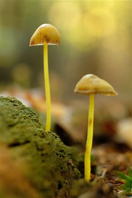 DSCF1778