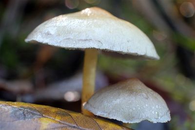 DSCF1792