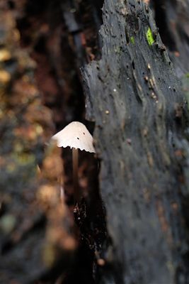 DSCF1801