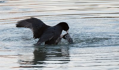 Vechtende Meerkoeten / Fighting Eurasian Coot (de Oelemars)