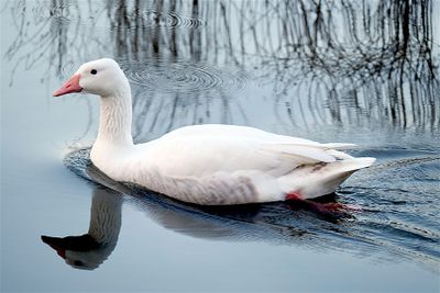 Gans / Goose