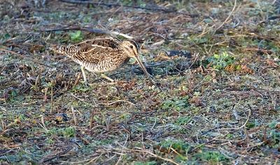 Watersnip /Common Snipe (de Oelemars)