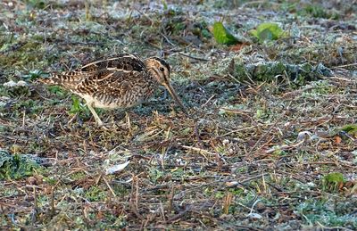 Watersnip /Common Snipe (de Oelemars)