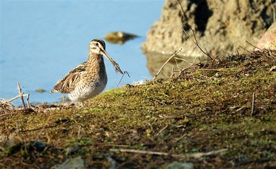 Watersnip /Common Snipe (de Oelemars)