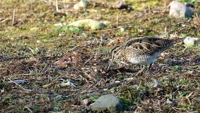 Watersnip /Common Snipe (de Oelemars)