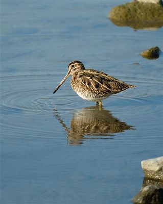 Watersnip /Common Snipe (de Oelemars)