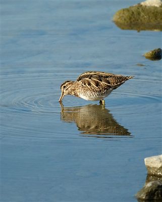 Watersnip /Common Snipe (de Oelemars)