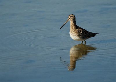 Watersnip /Common Snipe (de Oelemars)