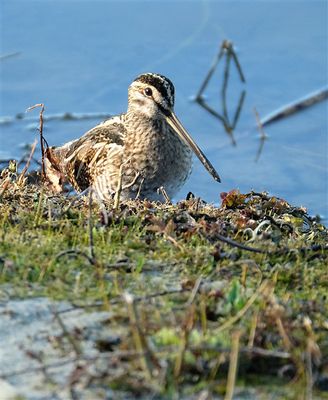 Watersnip /Common Snipe (de Oelemars)